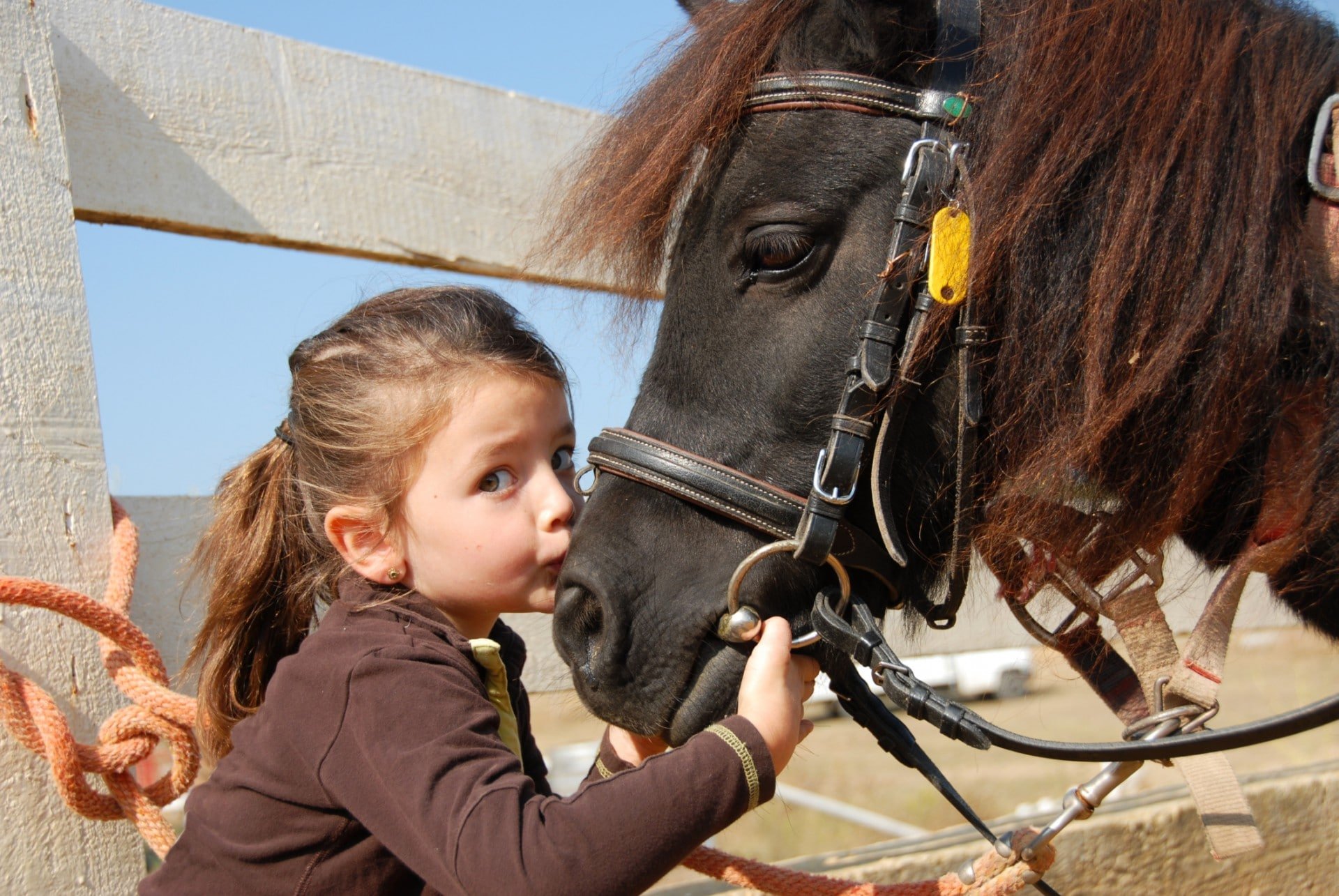 La ferme et ses promenades à poney 1 ferme camping argeles le dauphin